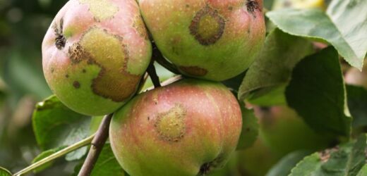 “Бачите ці плями на яблуках? Такі зустрічаються на грушах, кавунах, динях, сливі, айві…Ви не повірите чому вони найпопулярніші!