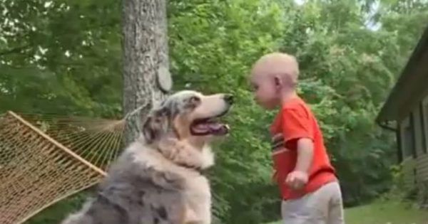 Чоловік помітив, як його собака кинулася у бік малюка. А потім він зрозумів, що вона врятувала дитині життя!