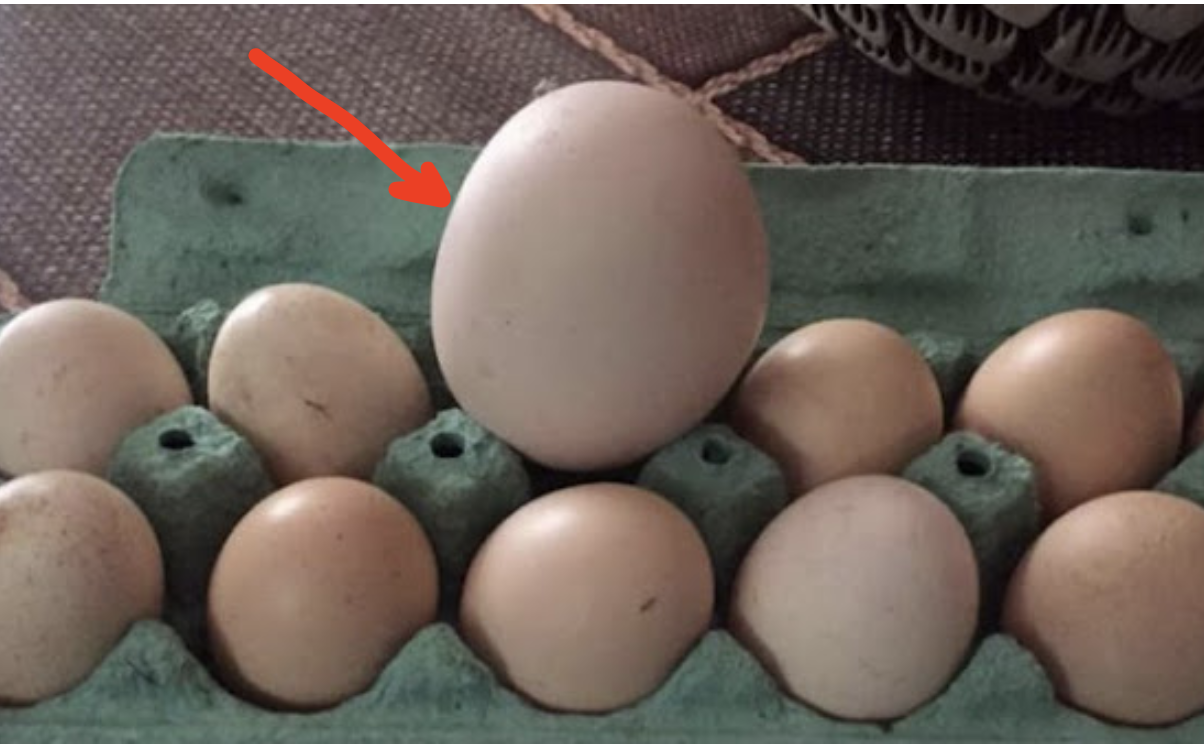 Це унікальна знахідка! Жінка знайшла яйце величезних розмірів. Коли вона його розбuла, то не повірила своїм очам…