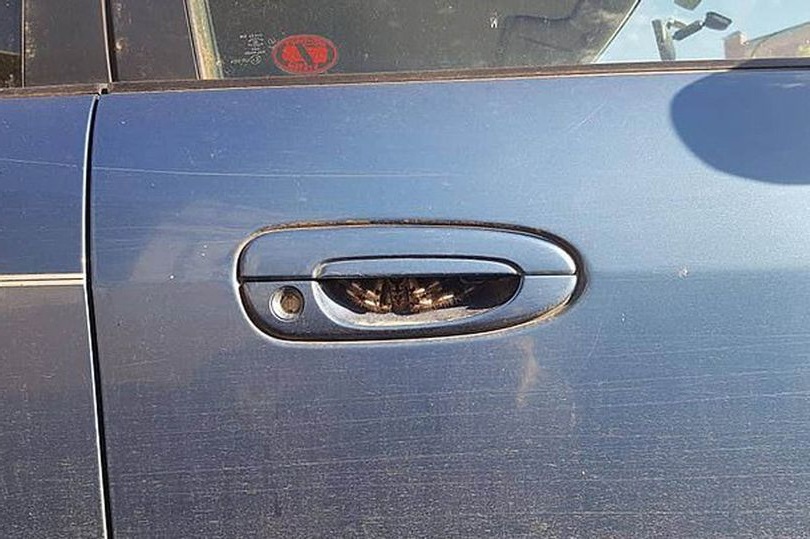 Дівчина два тижні боялася сісти за кермо власного авто через цю знахідку в дверній ручці…