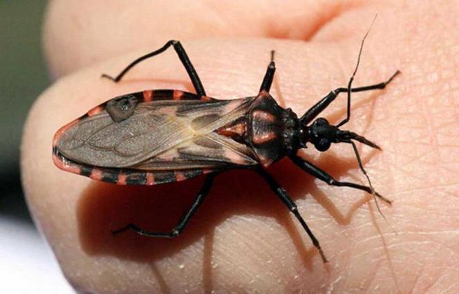 Погляньте на цю картинку і запам’ятайте на все життя: це «Жук-вбивця» – найнебезпечніший жук на нашій планеті!
