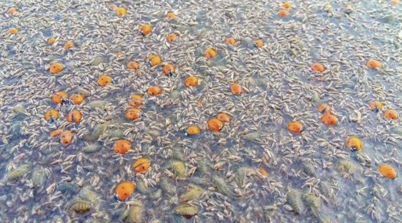 Знаєте що це? Це фото я зробив сьогодні, в меме ступор: На Одещині в водоймах загинули понад 2 мільйони цих крихітних сонечок