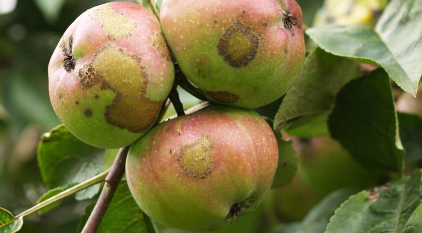 “Бачите ці плями на яблуках? Такі зустрічаються на грушах, кавунах, динях, сливі, айві…Ви не повірите чому вони найпопулярніші!