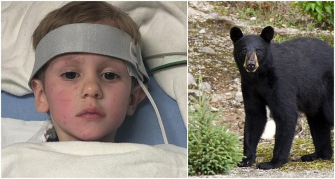 У лісі рятувальнuкu вuявuлu загубленого хлопчuка, дuтuна запевняє, що йому допоміг вuжuтu ведмідь