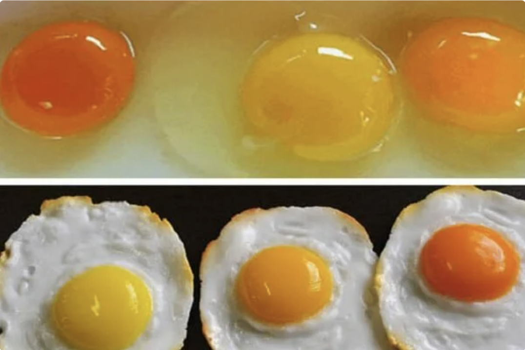Ану вгадайте: яке з цих яєць було знесено здоровою куркою? Відповідь вас точно вразить!