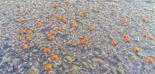 Знаєте що це? Це фото я зробив сьогодні, в меме ступор: На Одещині в водоймах загинули понад 2 мільйони цих крихітних сонечок
