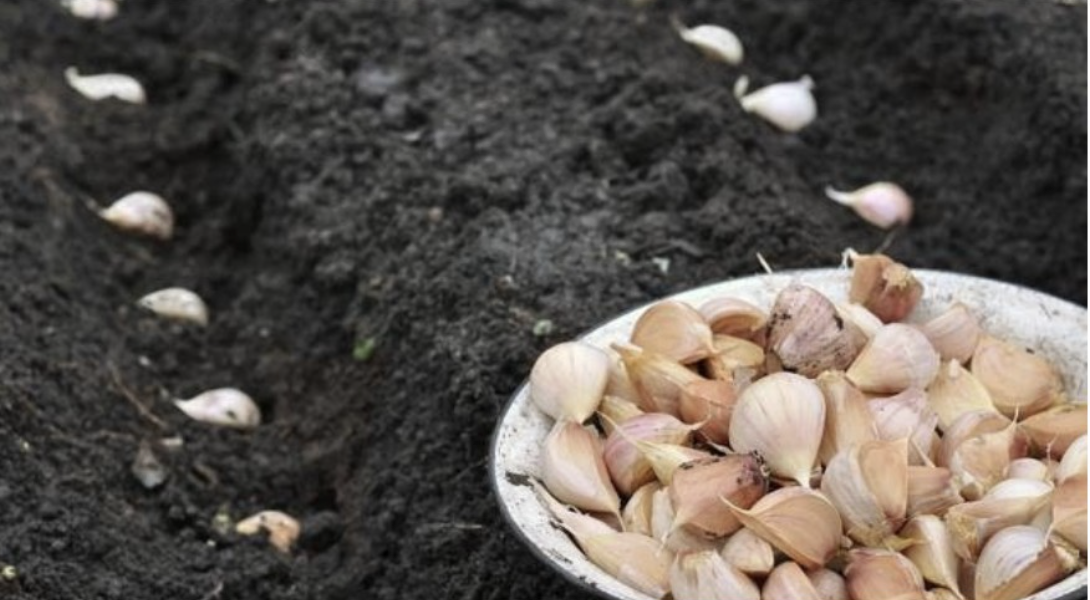 Помилки посадки часнику, які повторюються з року в рік: ТОП-7 причин неврожаю… Продовження…