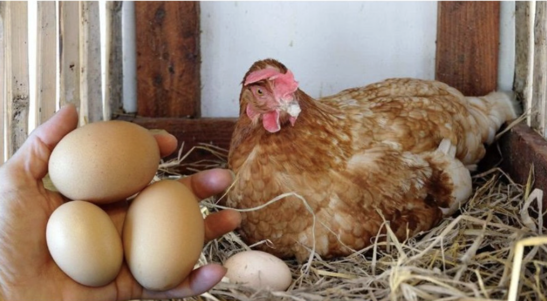 Що потрібно зробити, щоби кури засипали яйцями. Секрети досвідчених господинь Продовження…
