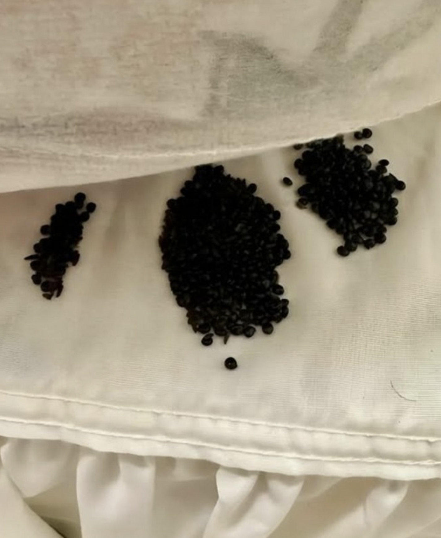 Я знайшов дивні чорні зерна під матрацом — те, що я вважав яйцями комах, виявилося чимось прекрасним