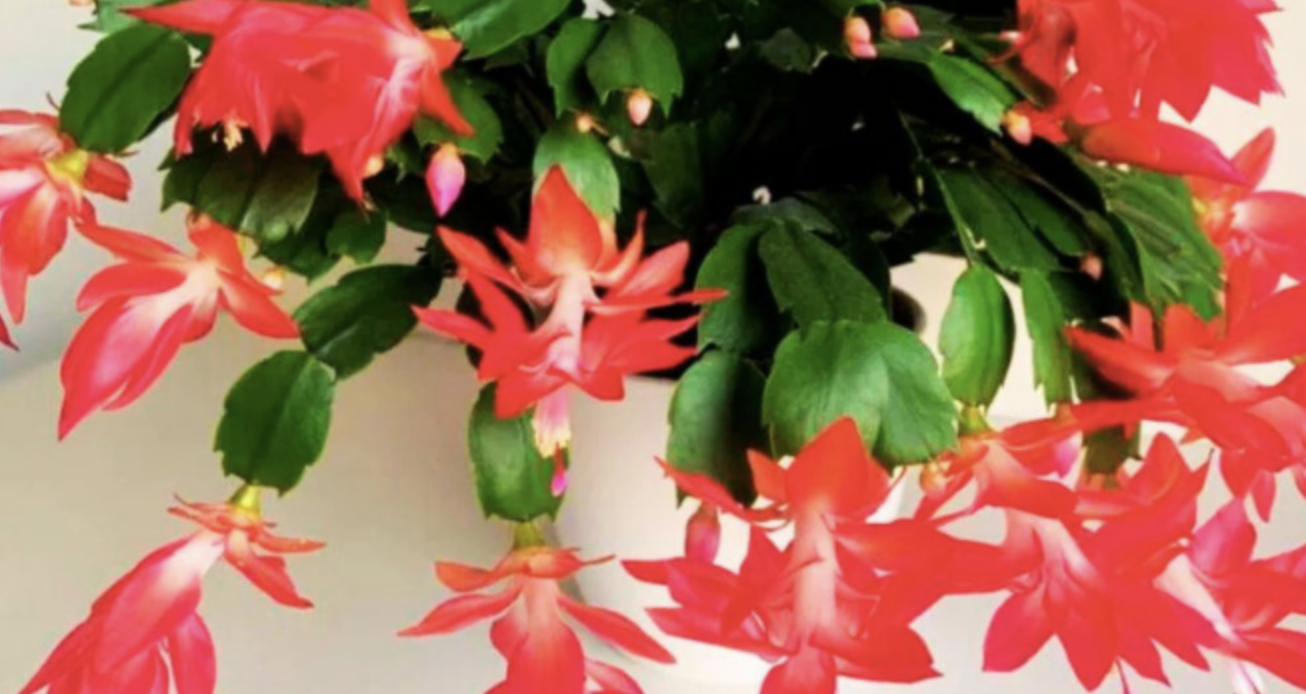 Росте як на дріжджах: натуральне підживлення для різдвяного