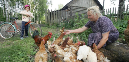 У мами по сусідству поселилася одна переселенка, Марта. Вона сама родом із Куп’янського району Харківської області. І тепер мама спокою не знає. То цукру позичте, то яєць, то підіть по хліб, то наберіть мені яблук з городу. Ну просто знущається навмисне над старшою жінкою.  Остання її витівка ну вже дуже розізлила. І я вирішила: так далі тривати не може!