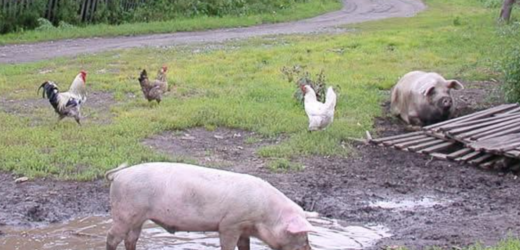 Я квартири не мала, роботи також. Тому й погодилася поїхати в село до батьків Григорія. М’яко кажучи, вони були не в захваті від вибору сина. Не такою уявляли невістку. Та я хіба винна, що не виправдала їхніх сподівань?