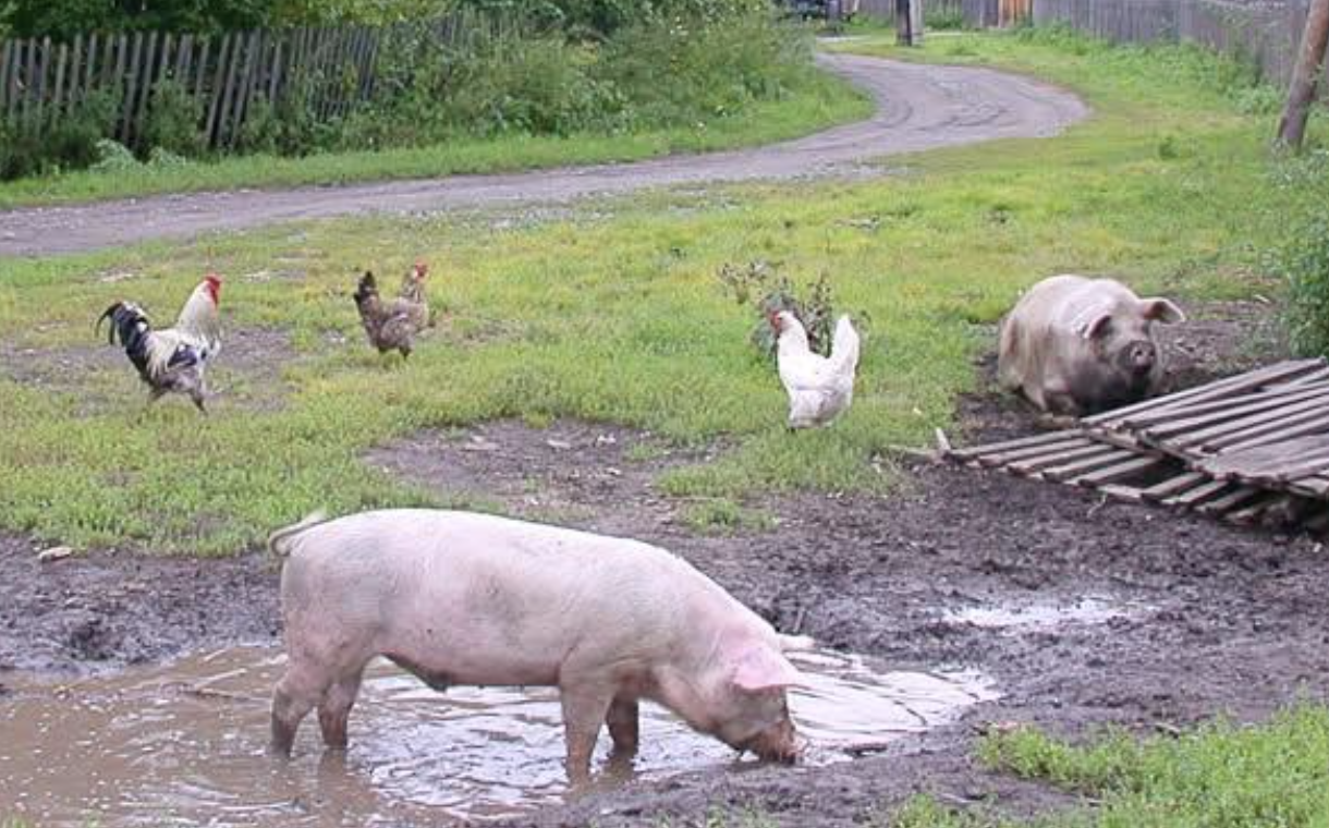 Я квартири не мала, роботи також. Тому й погодилася поїхати в село до батьків Григорія. М’яко кажучи, вони були не в захваті від вибору сина. Не такою уявляли невістку. Та я хіба винна, що не виправдала їхніх сподівань?
