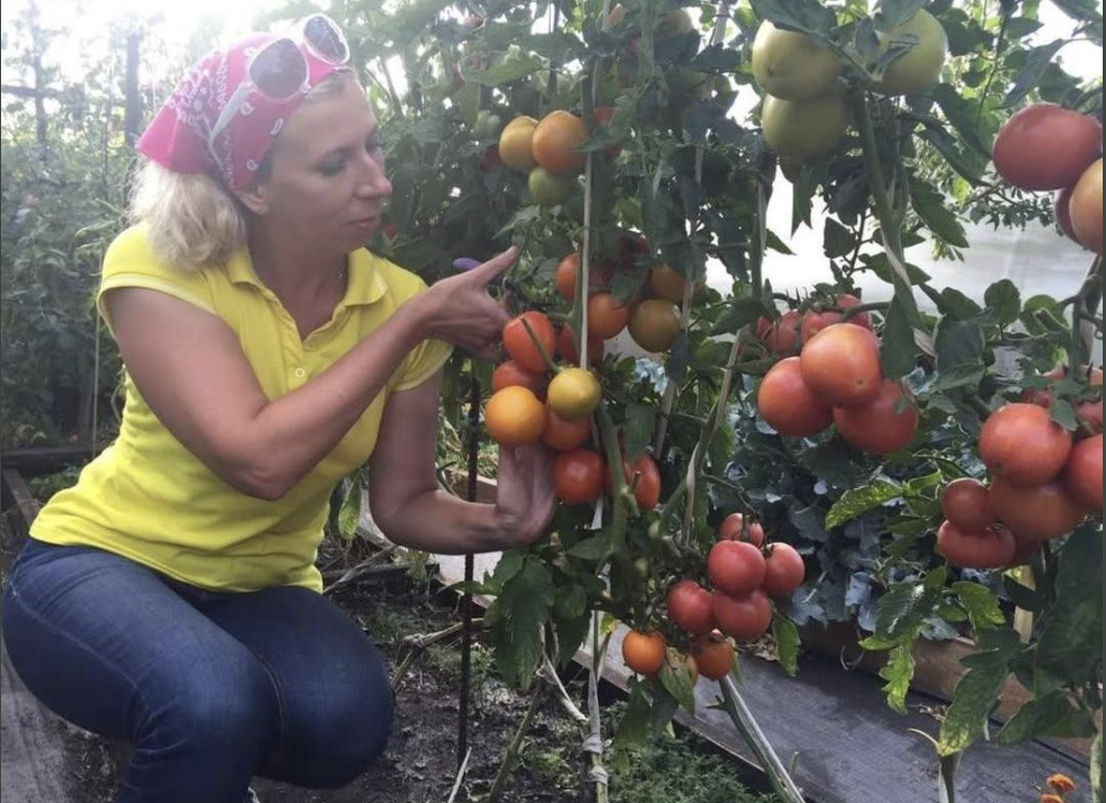 Як твої батьки хочуть, то я можу їм продати свої закрутки, по 30 гривень за літрову банку! Чоловіка обурила моя пропозиція. Та я не розумію – чому! Коли я їздила на город зі своєю мамою, свекруха на манікюр ходила. З якого це дива вона вирішила, що я щось просто так даватиму їм? Та моя позиція обернулась серйозним сімейним скандалом.