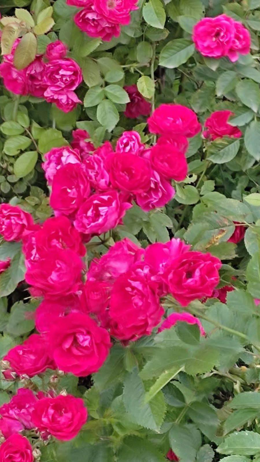 – Я тобі швидку викликала, тільки не надумай нікому розповідати, що тебе чоловік розфарбував! Скажеш, що впала, – суворо сказала Емма Рустамівна своїй невістці.