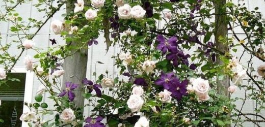 – Мама каже, що тато у лікарні, а він удома у тітки Свєти, – видала восьмирічна Поліна, розмішуючи ложкою кашу. Бабуся Галина Іванівна мало не випустила кухоль з чаєм