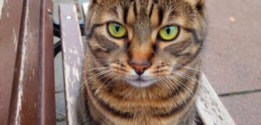 Його просто вигнали… Знову…. Третій раз за його коротке життя….. Не щастило йому якось…І це назавжди змінило його життя..