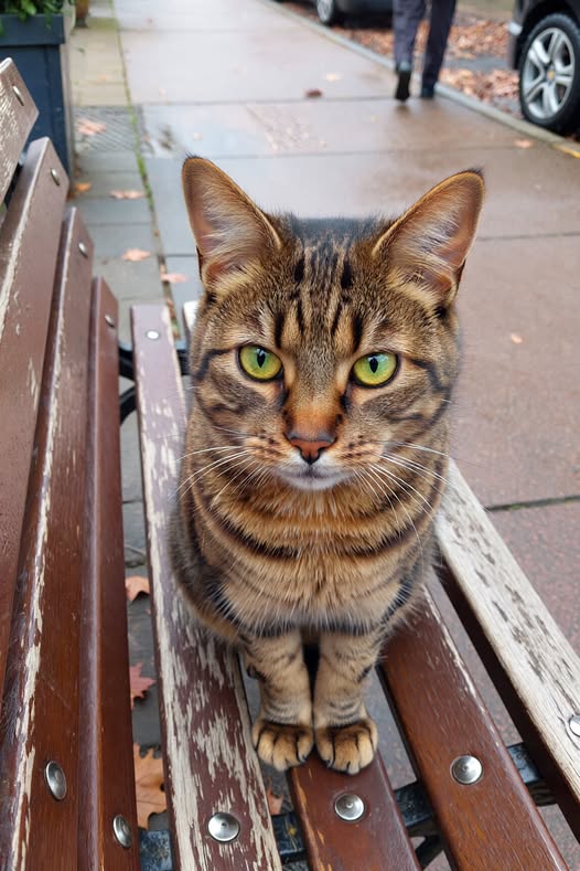 Його просто вигнали… Знову…. Третій раз за його коротке життя….. Не щастило йому якось…І це назавжди змінило його життя..
