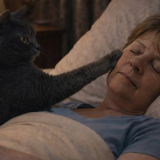 Кішка щоночі будила свою власницю і змушувала її спати на дивані. Вона жаліалась на безсоння, поки одного разу довелося пройшла обстеження…З того дня вона все зрозуміла…