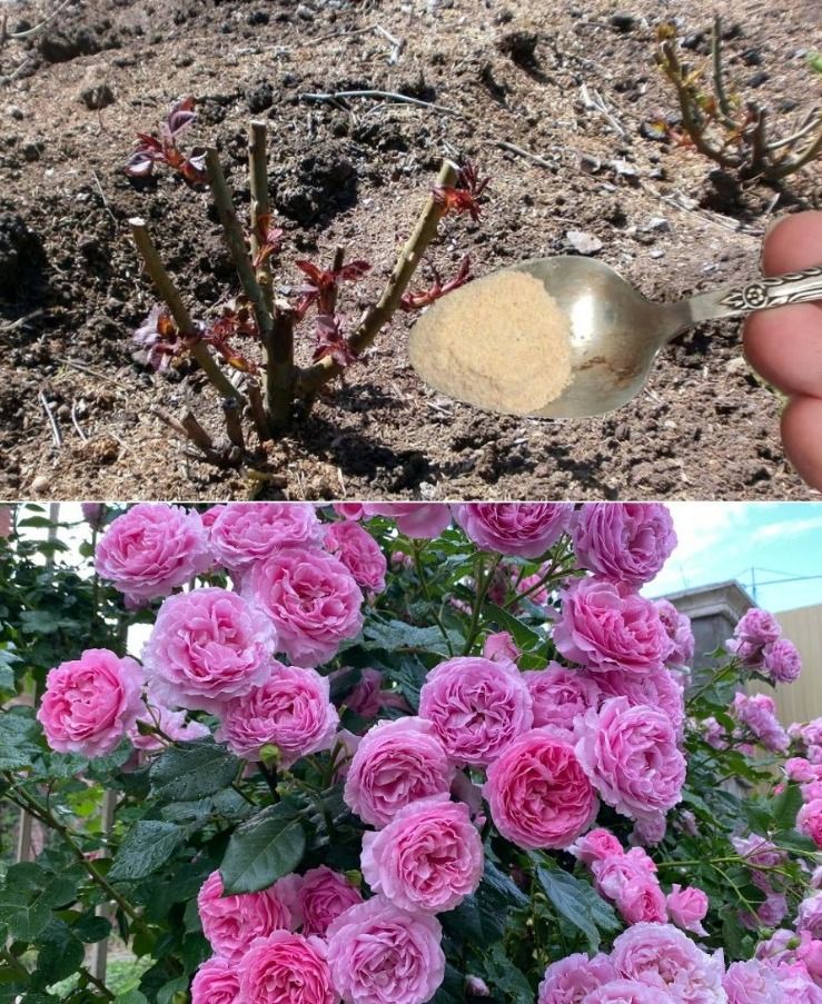 Весняне підживлення для троянд: пишне цвітіння без зайвих зусиль