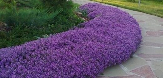 – Ми так домовилися з бабусею. Переїхати в інше місце не могли, тому що на переїзд просто не було грошей. Брехати дуже недобре, але нам довелося так зробити. Так було краще для всіх