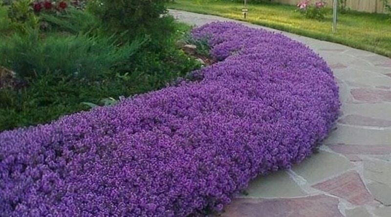 – Ми так домовилися з бабусею. Переїхати в інше місце не могли, тому що на переїзд просто не було грошей. Брехати дуже недобре, але нам довелося так зробити. Так було краще для всіх