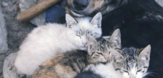 І в голові промайнула думка, що вдарила дуже просто: скільки ж ми, люди, могли б навчитися в такого вчинку,пес, який ледве тримається сам… і троє кошенят, яких він тримає як скарб.