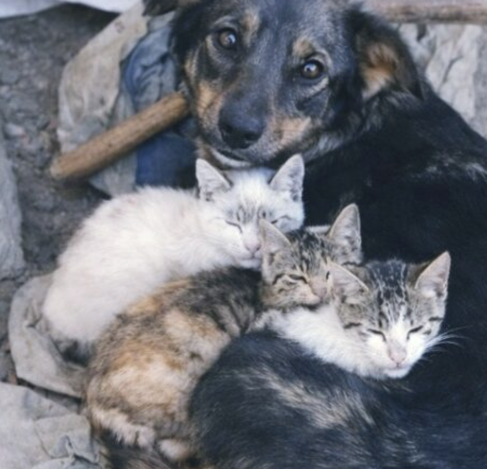 І в голові промайнула думка, що вдарила дуже просто: скільки ж ми, люди, могли б навчитися в такого вчинку,пес, який ледве тримається сам… і троє кошенят, яких він тримає як скарб.