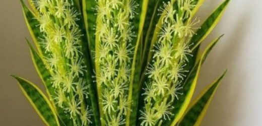 Маловідомий секрет тещиного язика (сансевієрії): рослина з дивовижними властивостями