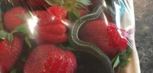 Кошик яскраво-червоної полуниці – очікувані ласощі, але в ньому приховано жахливе відкриття.
