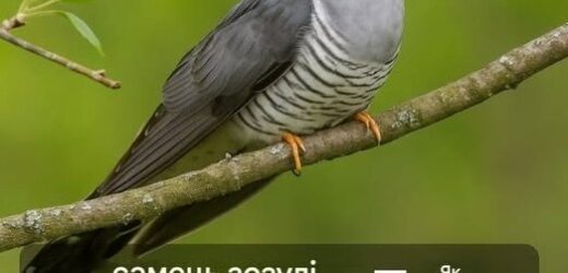 Самець зозулі – як правильно його називати? Нізащо не здогадався б&&&