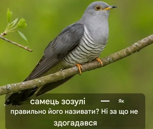 Самець зозулі – як правильно його називати? Нізащо не здогадався б&&&