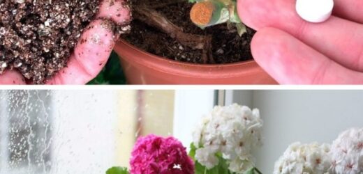 З засохлого стебла в пишний кущ: як пожвавити герань (пеларгонію)