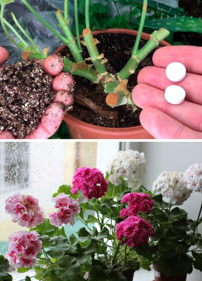 З засохлого стебла в пишний кущ: як пожвавити герань (пеларгонію)