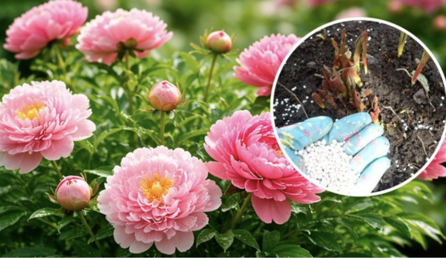 Секрет пишних півоній: що зробити навесні, щоб кущі рясно цвіли